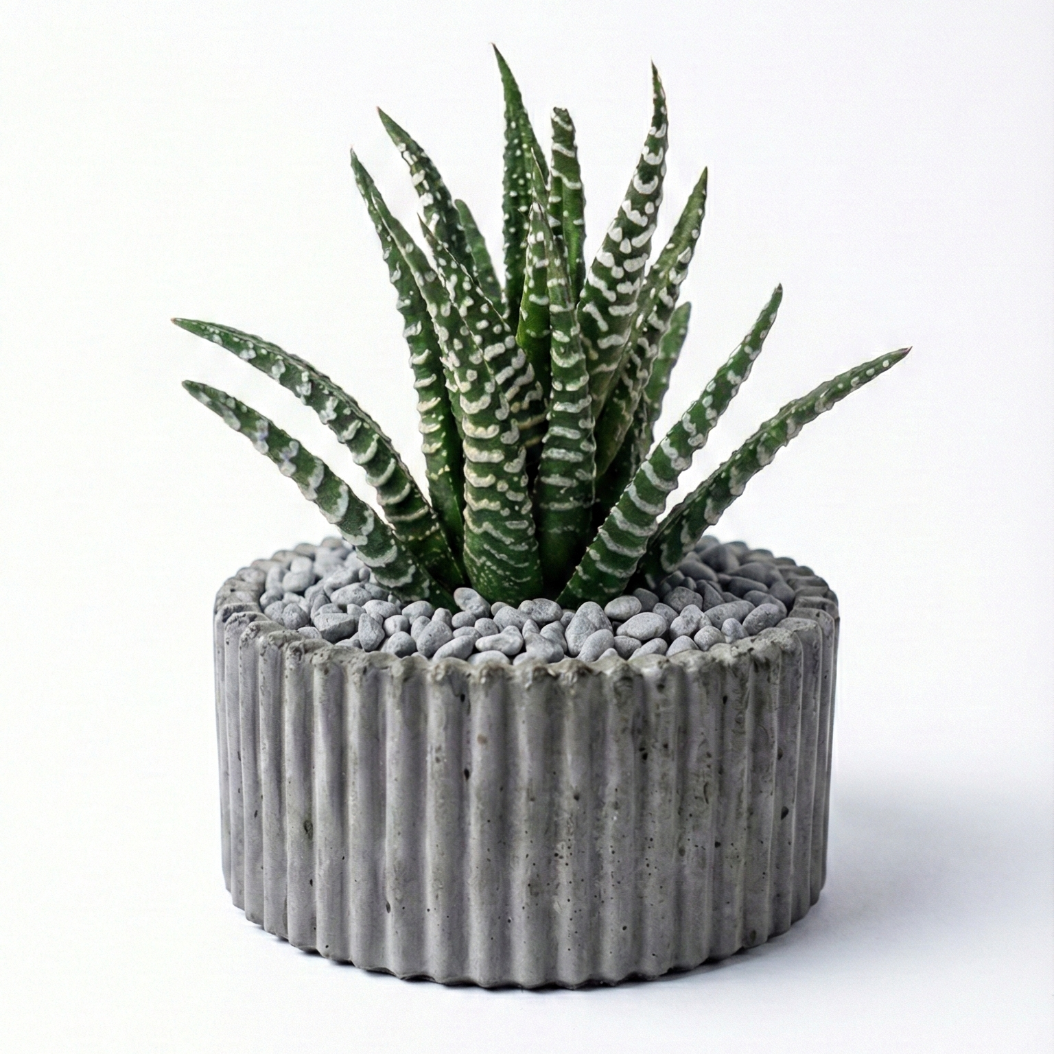 Haworthia Zebra in ribbed pot
