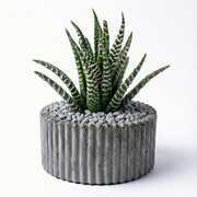 Haworthia Zebra in ribbed pot