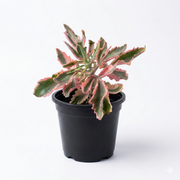 Kalanchoe