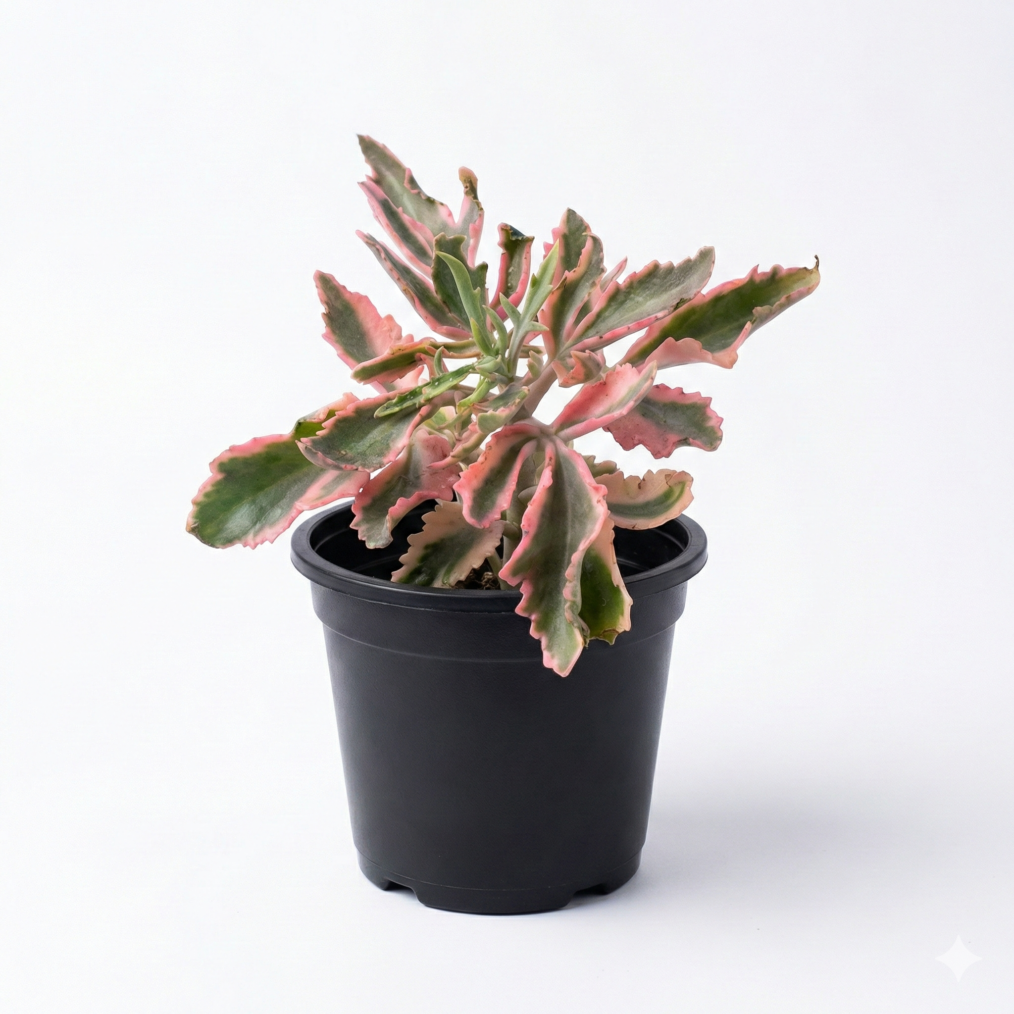Kalanchoe