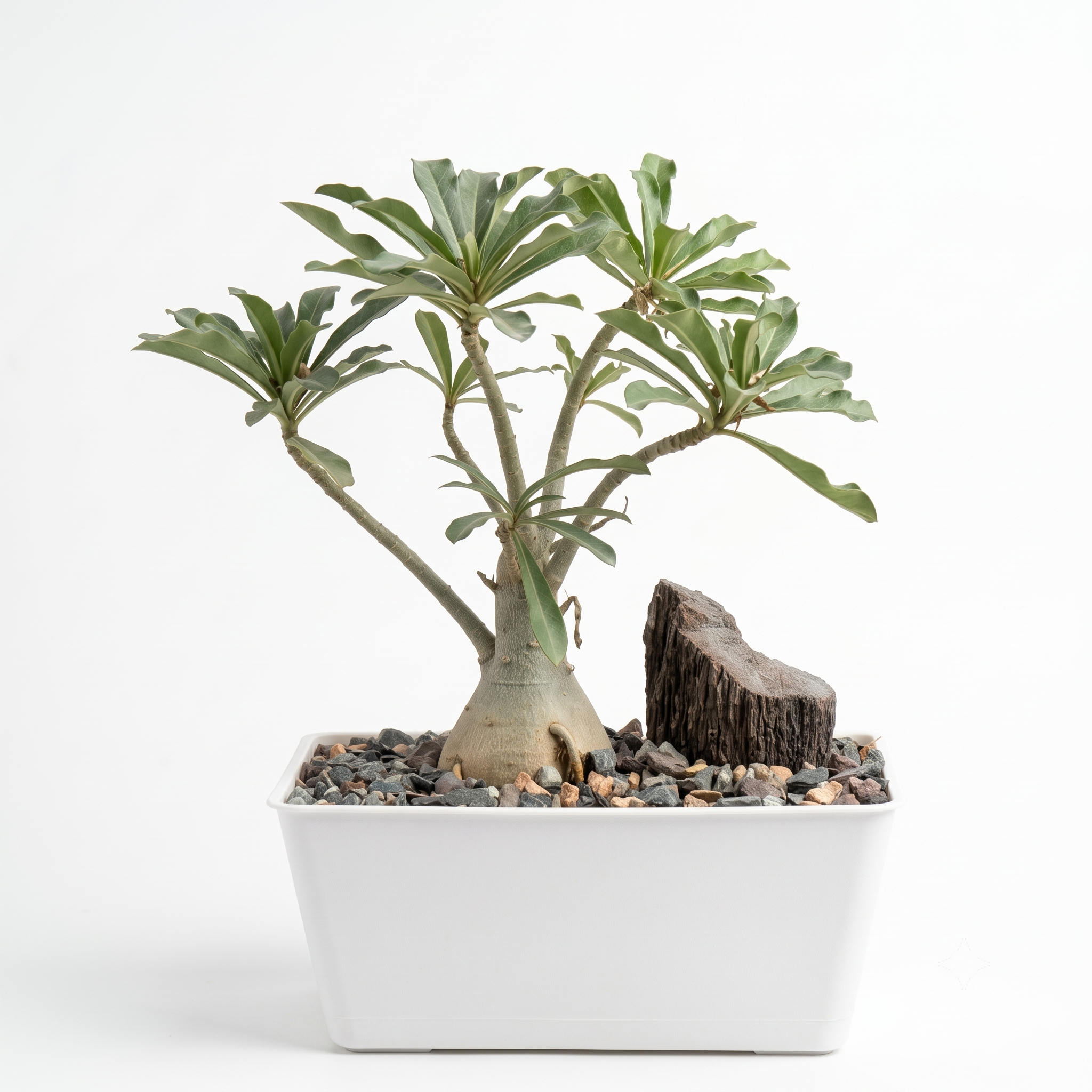 Adenium with Bonsai Tray
