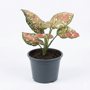 Aglonema Lady Valentine