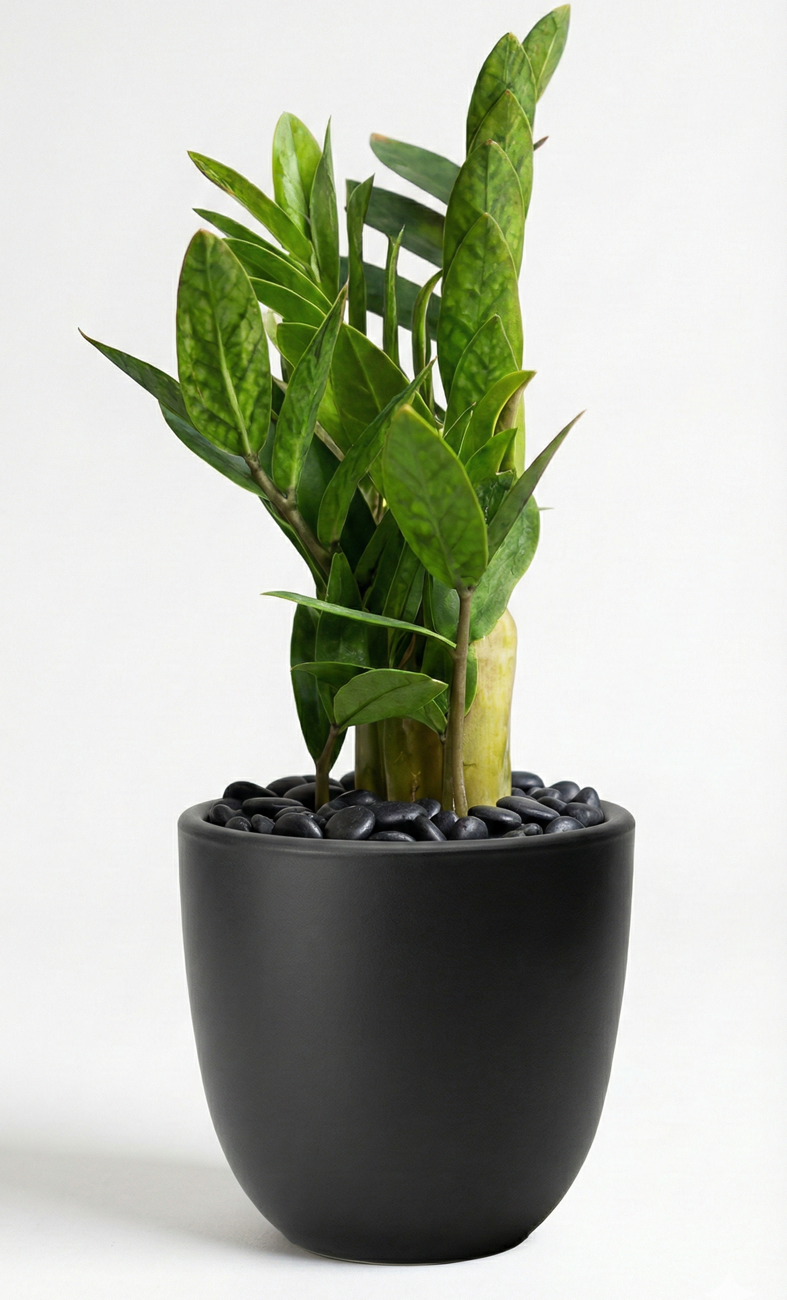 ZZ Plant in NOIR Pot