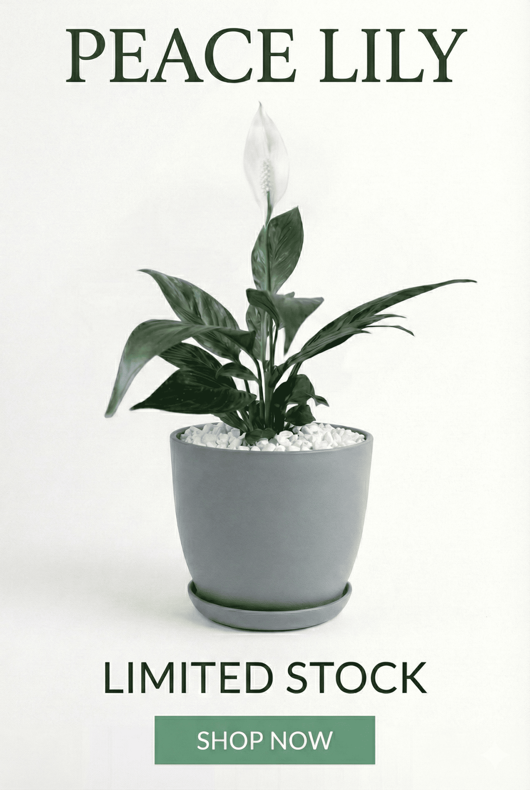 custom-slideshow-image-mobile-block_fmjhPy