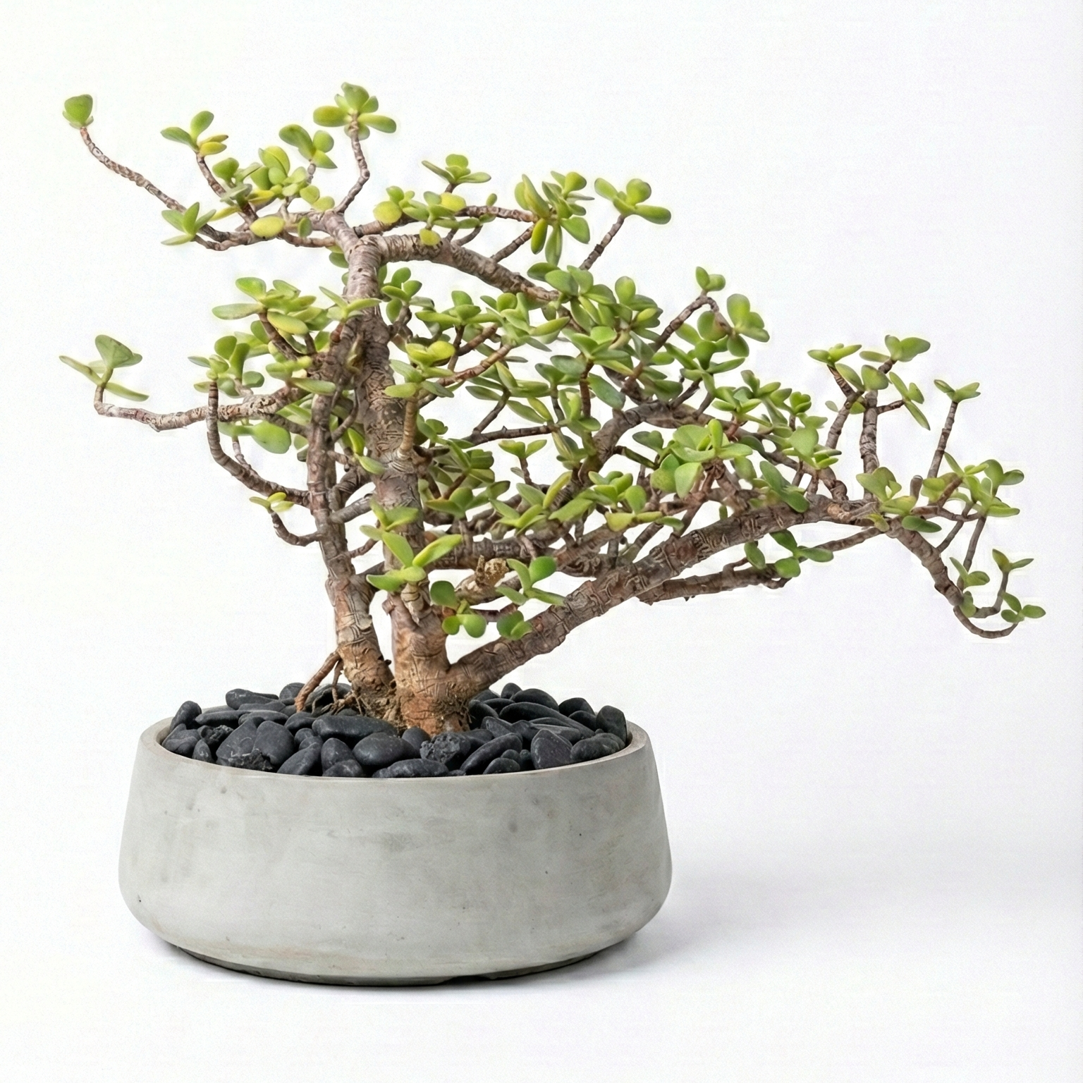 Lucky Jade Plant Bonsai Cement Pot