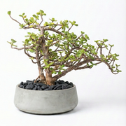 Lucky Jade Plant Bonsai Cement Pot