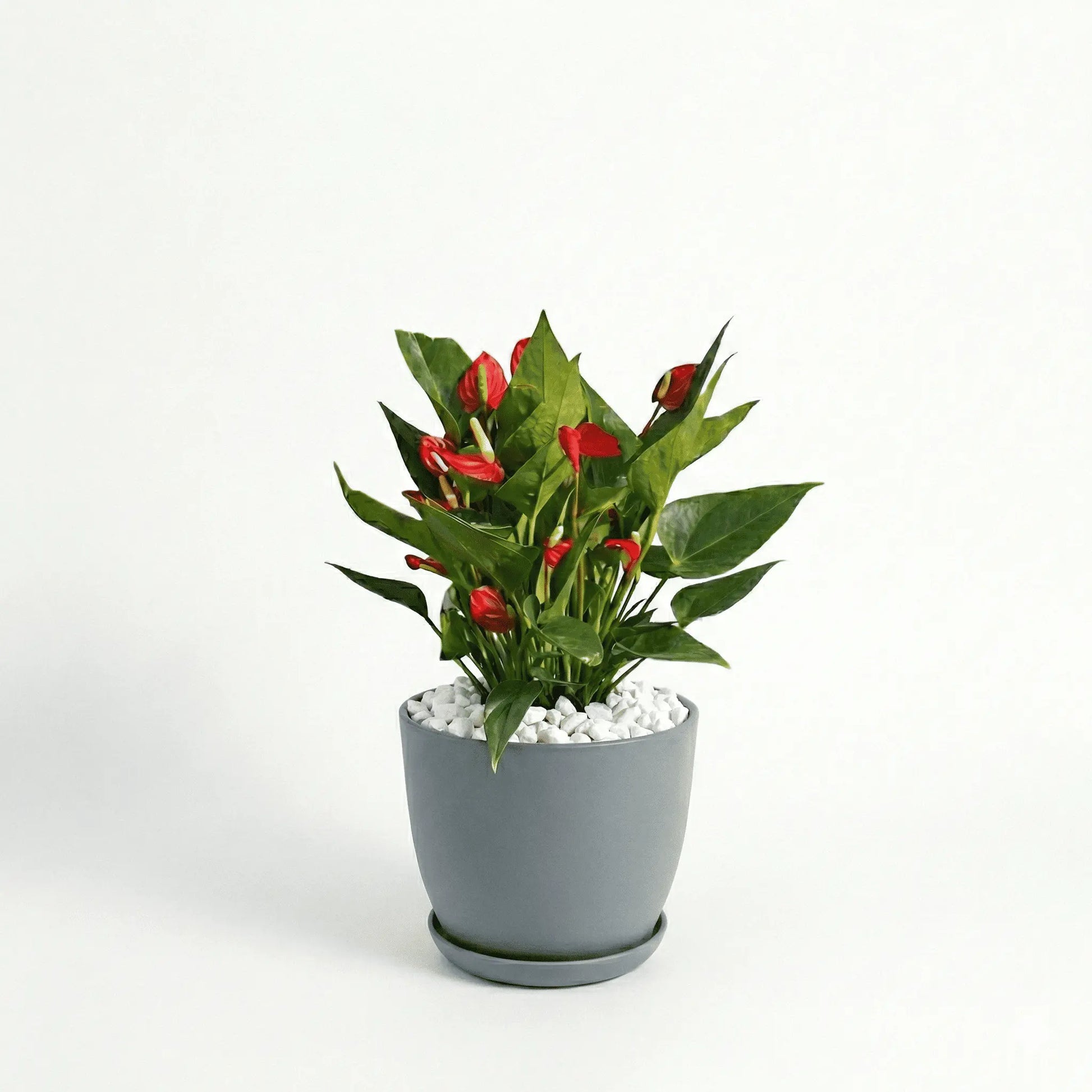 Anthurium