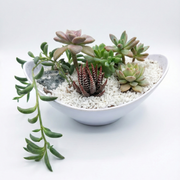 Succulents Arrangement Boat Plastic Pot