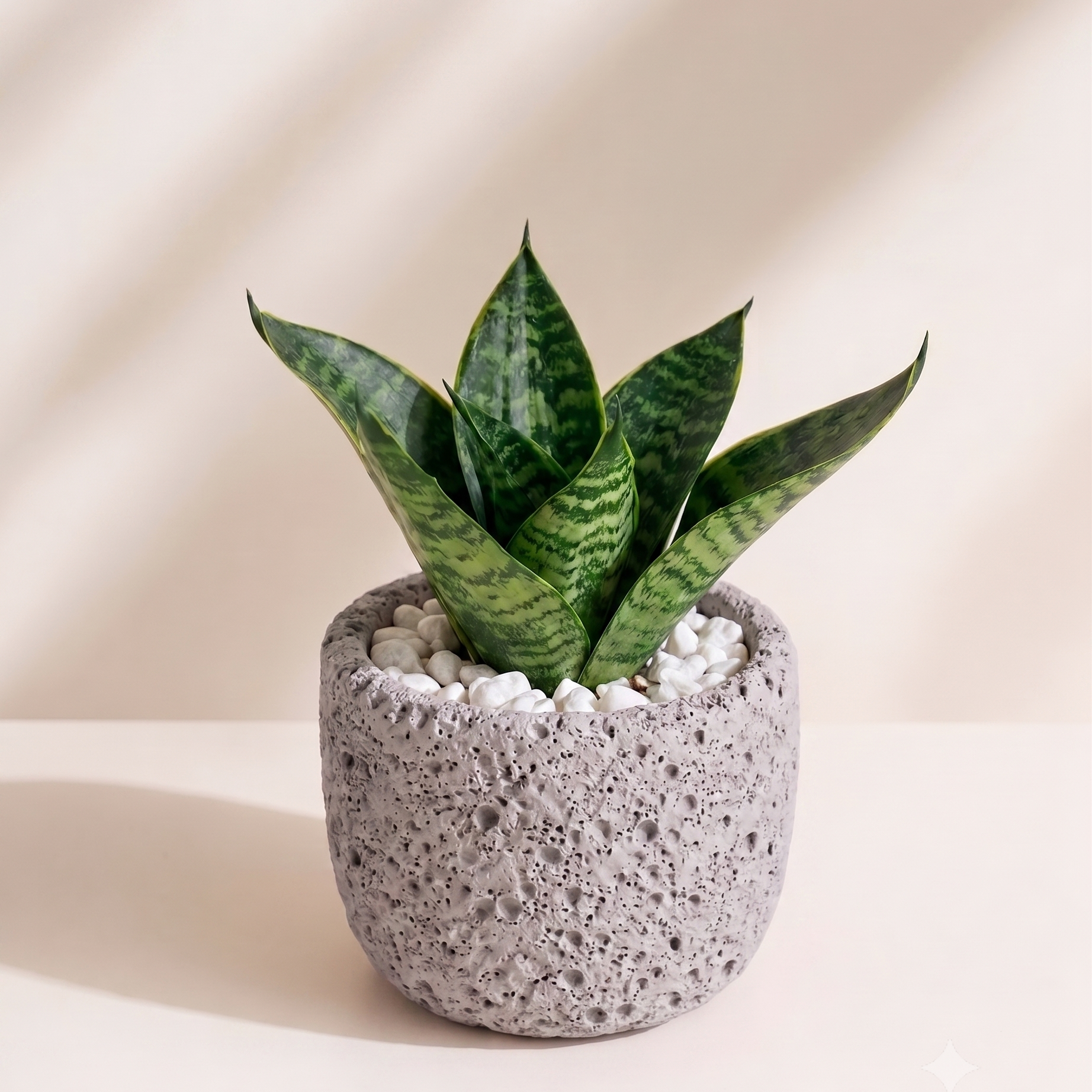 Snake Plant Dwarf in Natura Pot