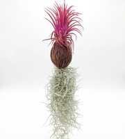 Tillandsia Air Plant