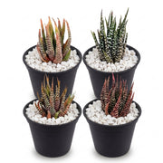 Haworthia Bundle with White Marble dressing Stone in Nursery Plastic Pot