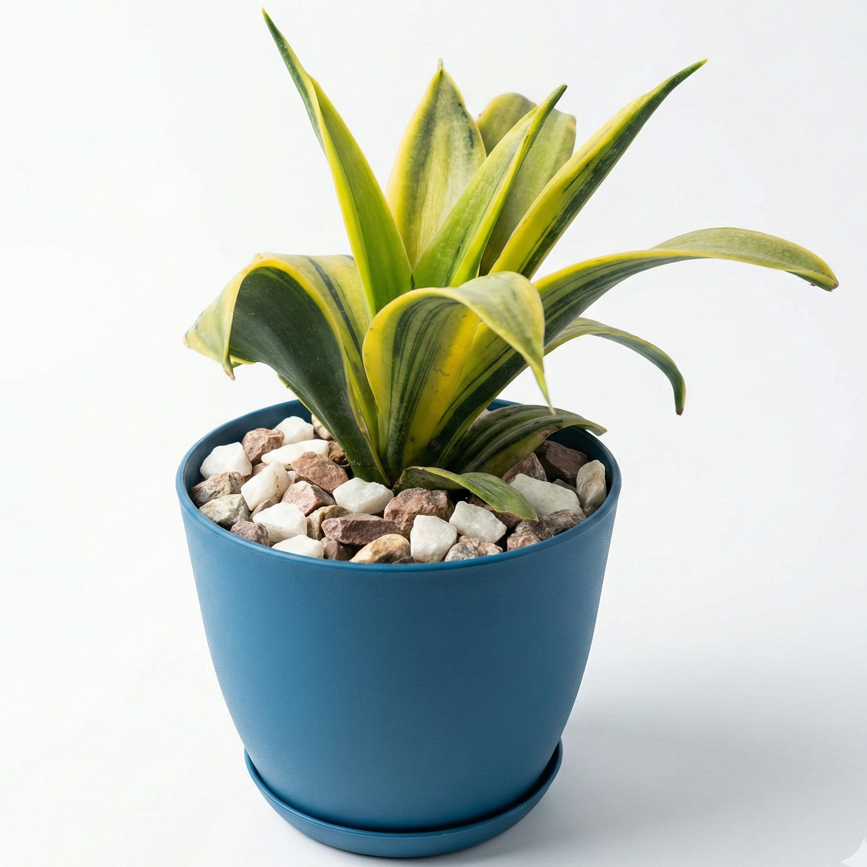Snake Plant Golden Flame in Luma Pot