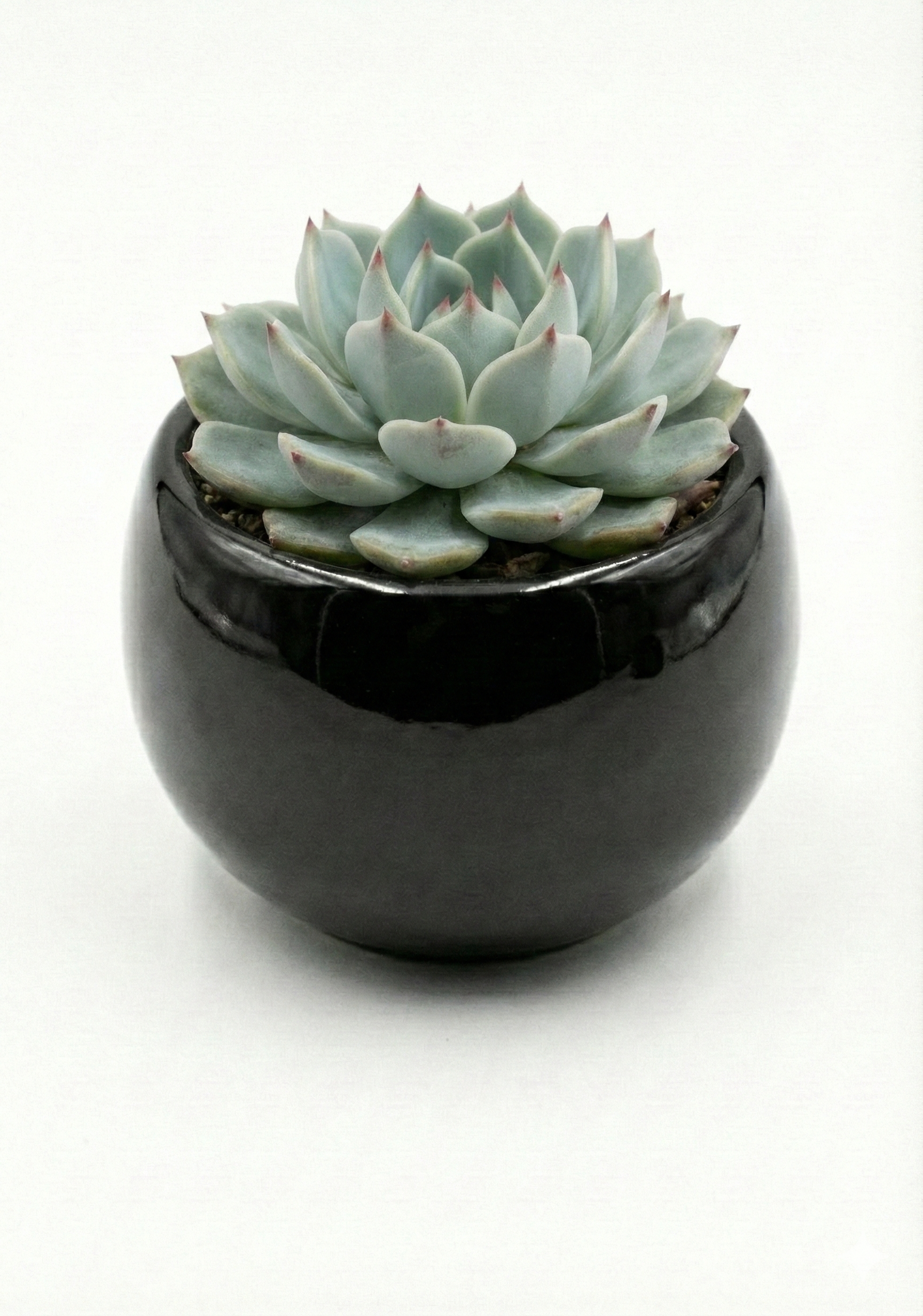 Echeveria in Ceramic Pot