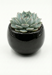 Echeveria in Ceramic Pot