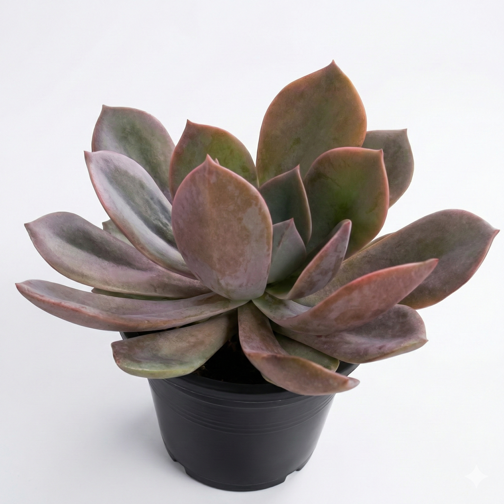 Echeveria Bronze