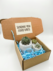 Succulent Gift Box With 3 Succulents in Round and Capsule Cement Pot
