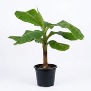 Banana Plant
