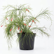 Russelia Red