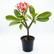 Plumeria Champa Peach