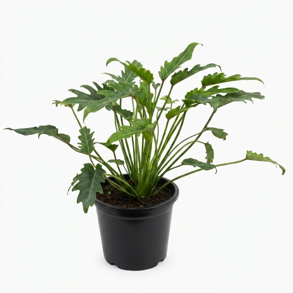 Philodendron Xanadu