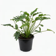 Philodendron Xanadu