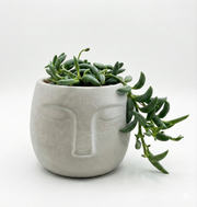 String of Banans in Cement OLA Pot