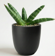 Snake Plant Boncel in NOIR Pot
