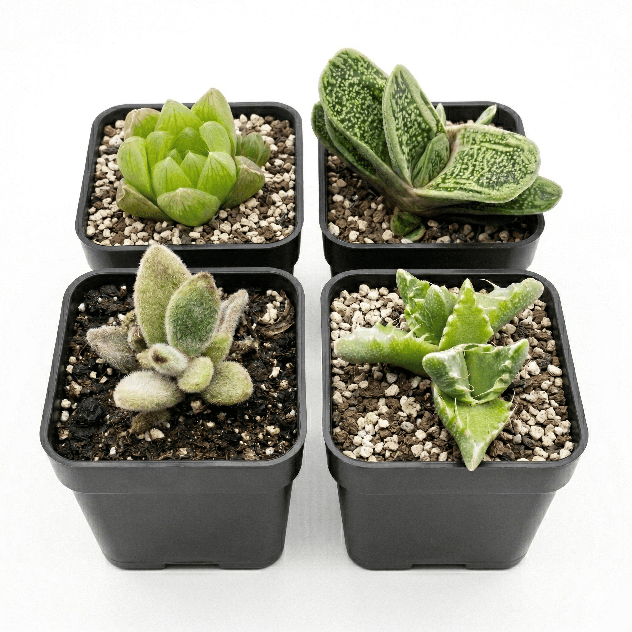 Assorted Succulents Pack of 4