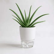 Aloe vera in Self Watering Pot