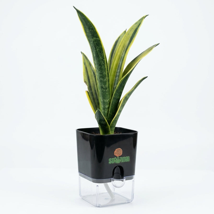Snake Plant Sansevieria Golden Flame in Square Self Watering Pot