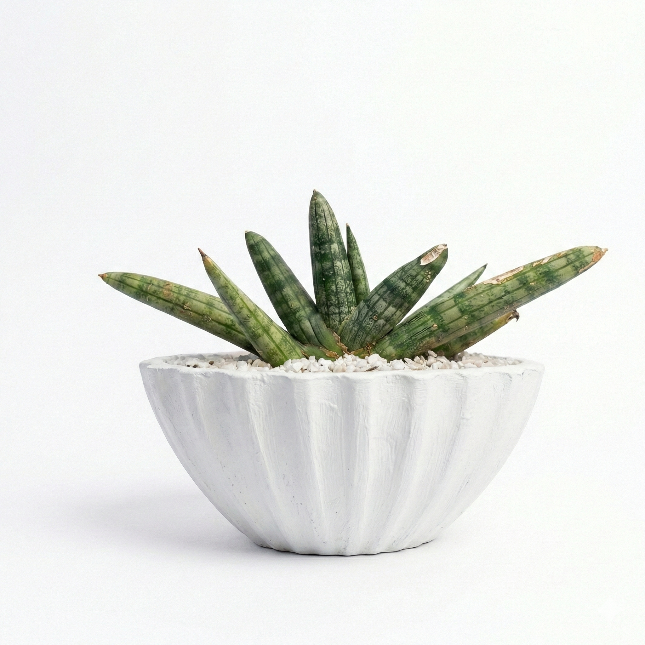 Snake Plant Sensaveria cylindrica boncel