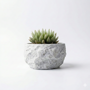 Haworthia small in Cement Stone Texture Pot