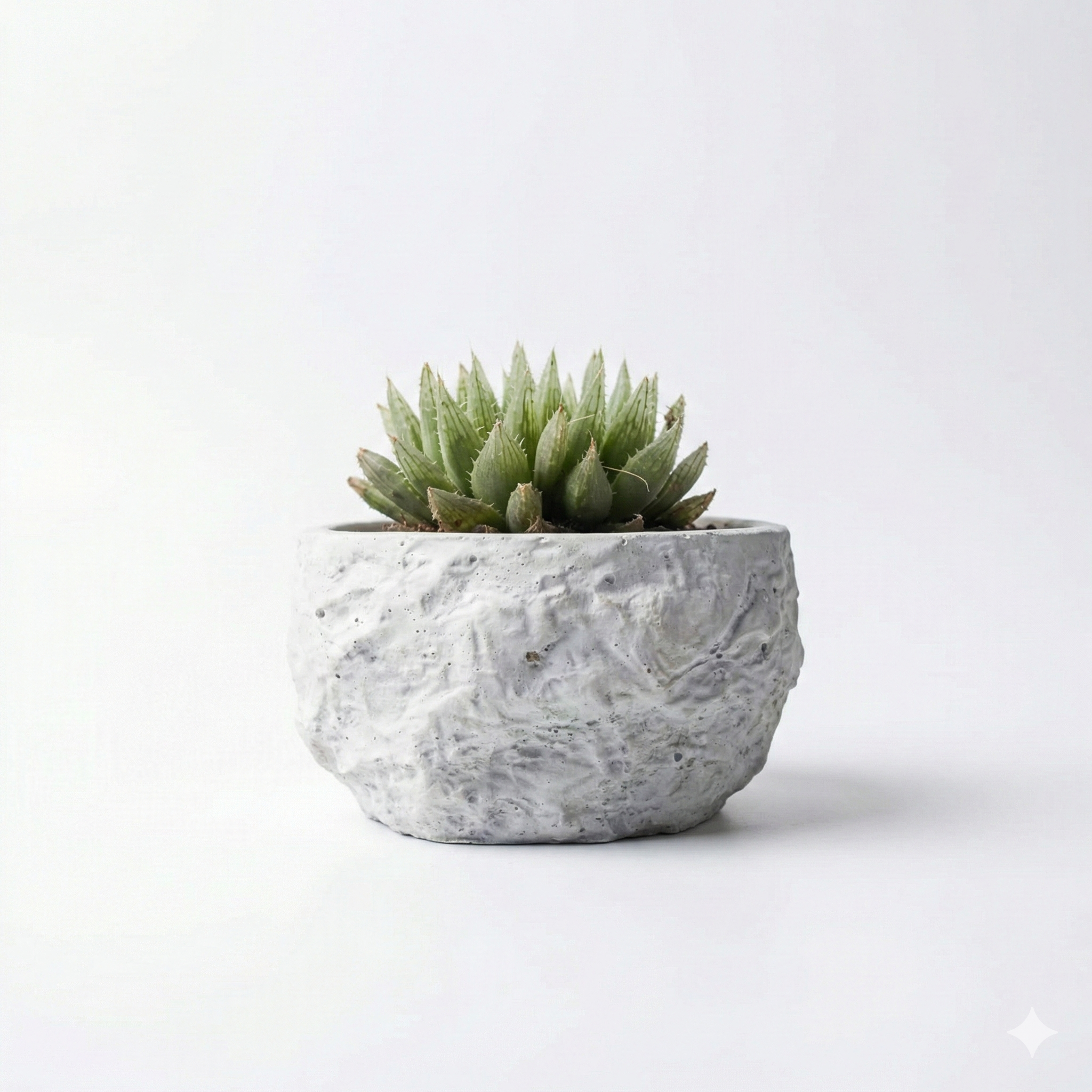 Haworthia small in Cement Stone Texture Pot