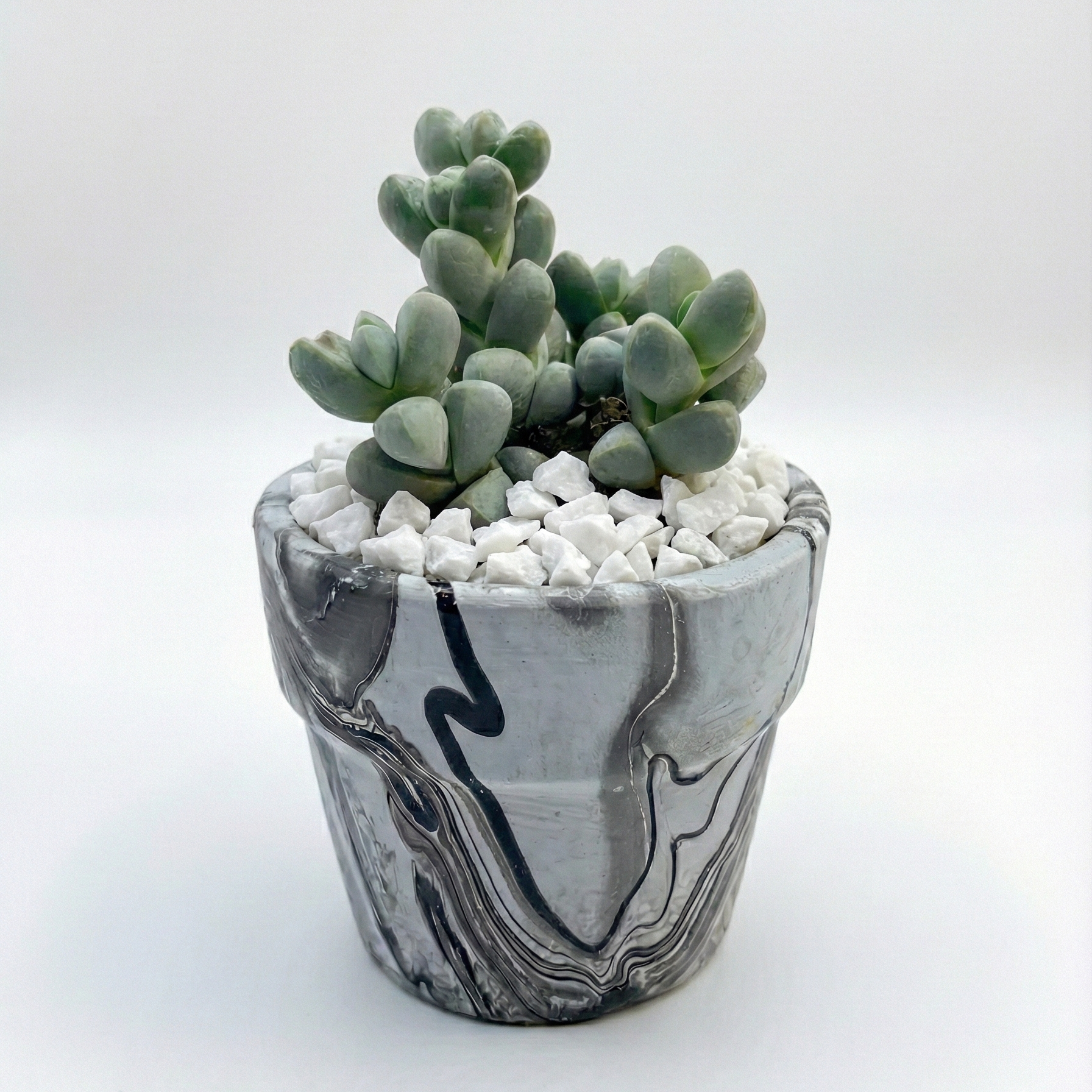 Ice Plant Succulent in Marble Pattern Terracotta Pot