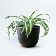 Spider Plant in NOIR Pot
