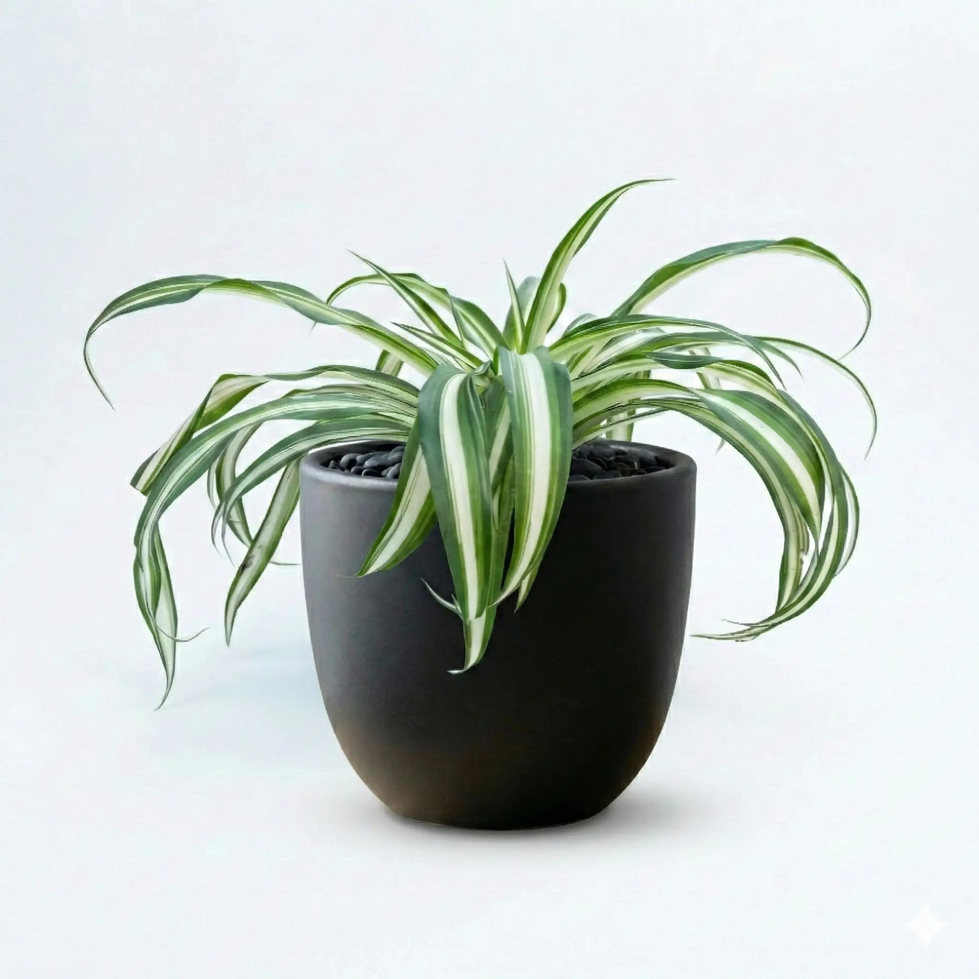 Spider Plant in NOIR Pot