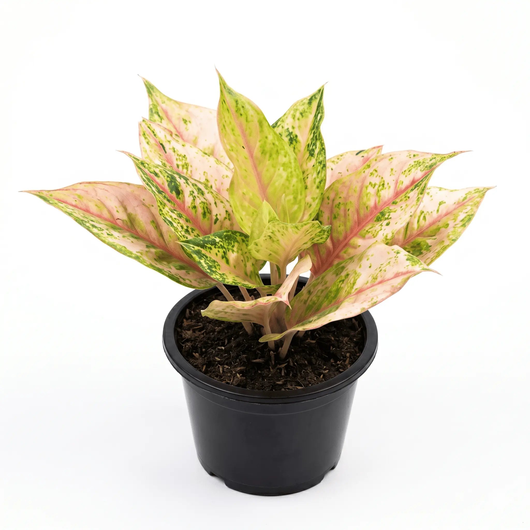 Aglonema Merlin