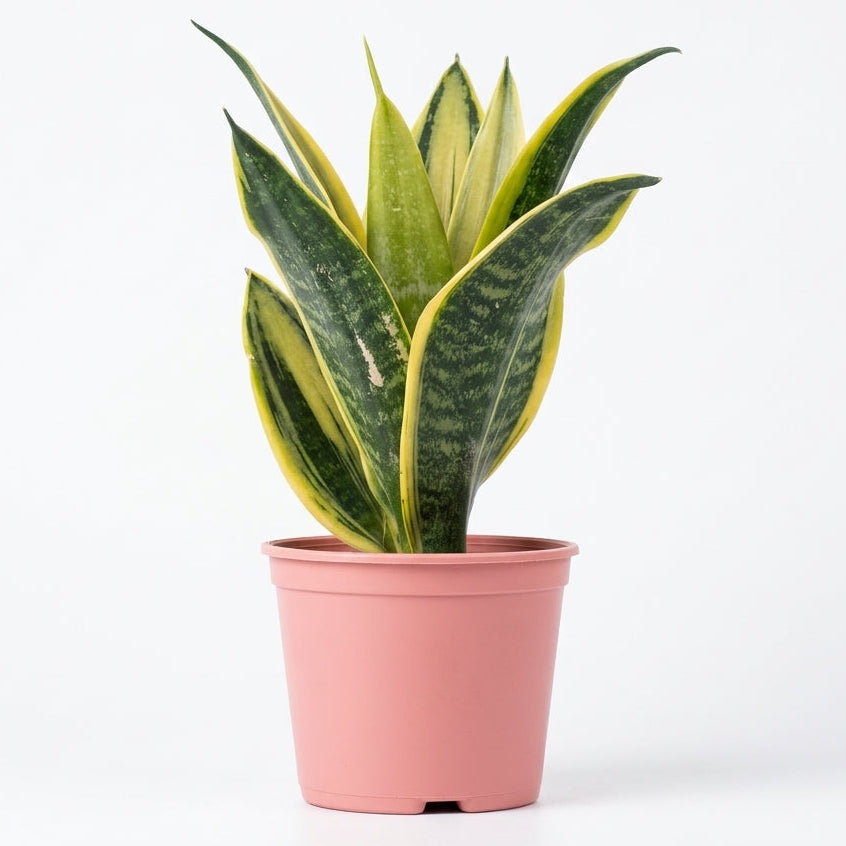 Snake Plant Golden Flame in Mist Pot