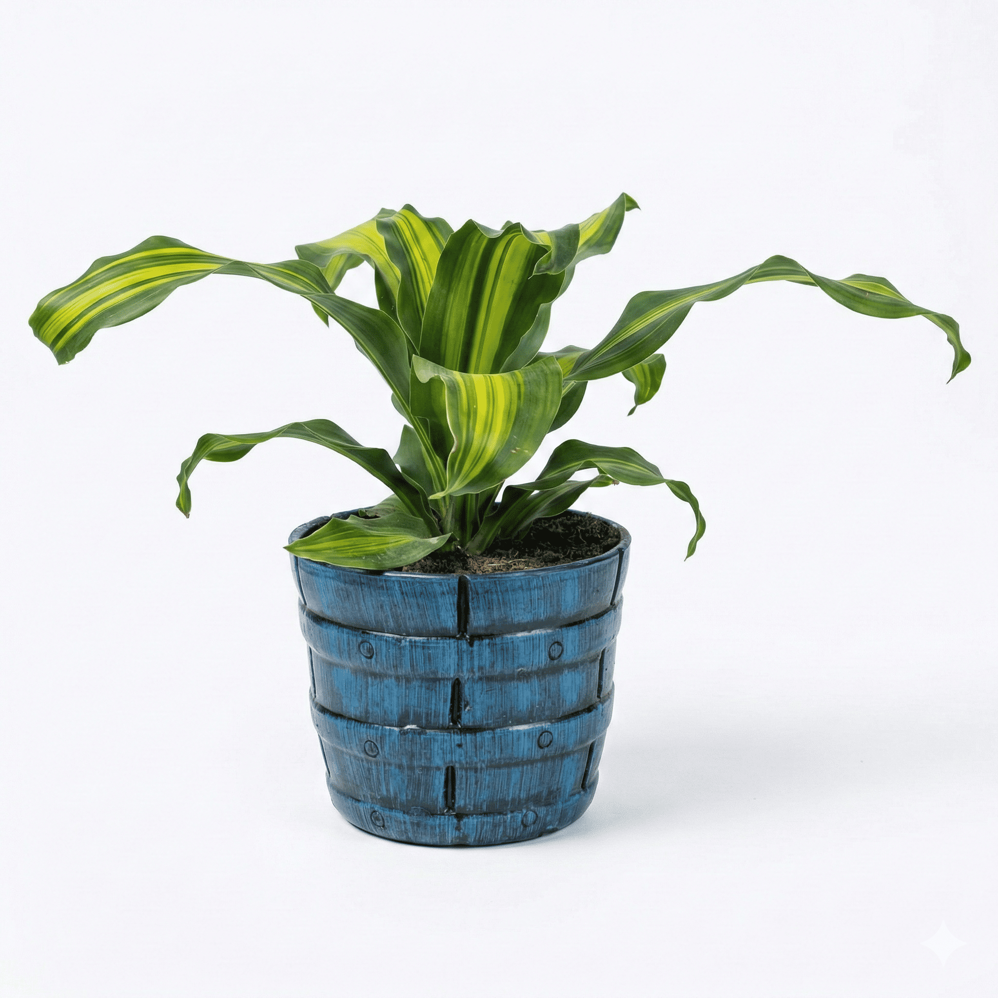 Dracena Massangeana Makai Patta in Terracotta Barrel Pot