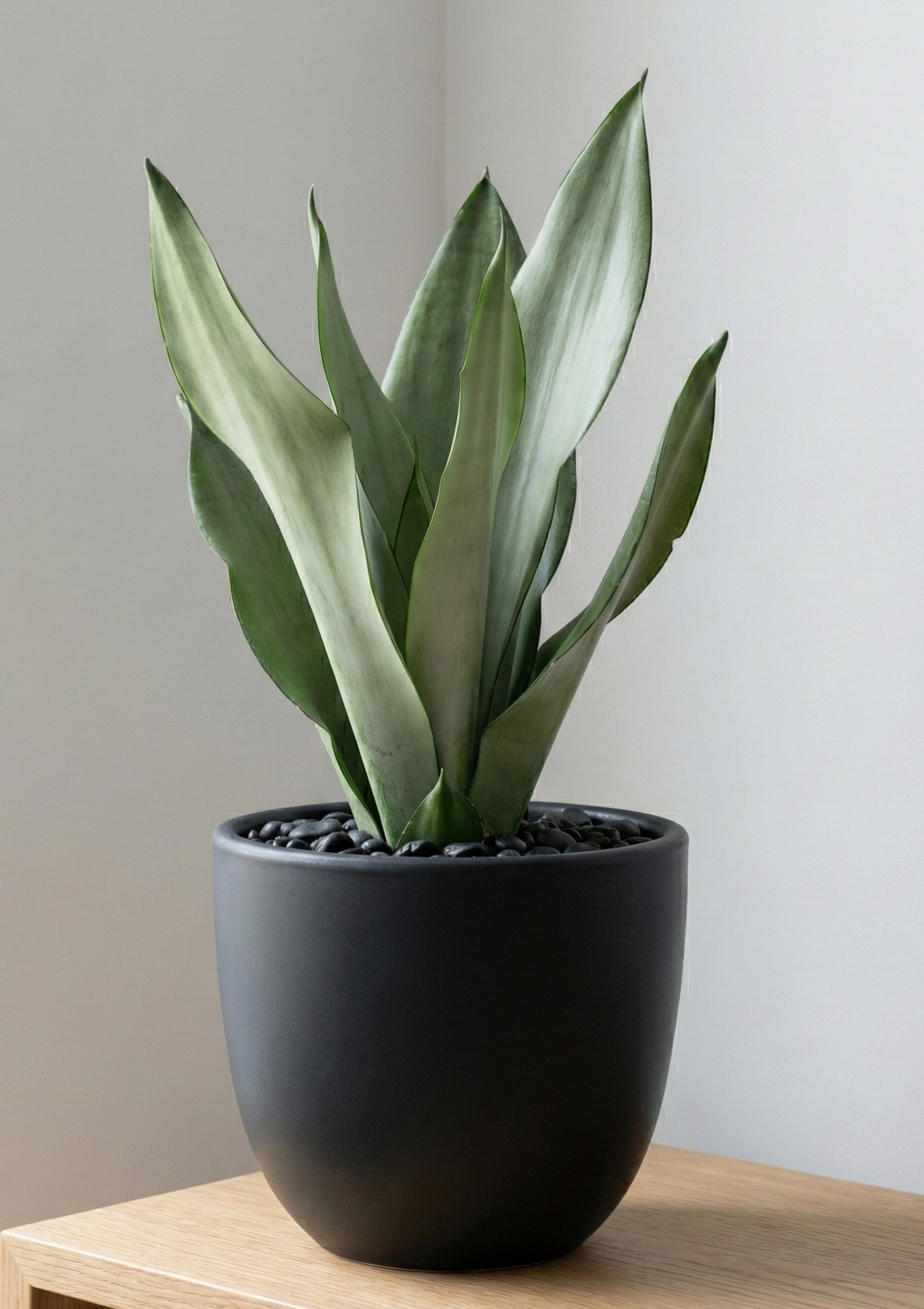 Snake Plant Moonshine in NOIR Pot