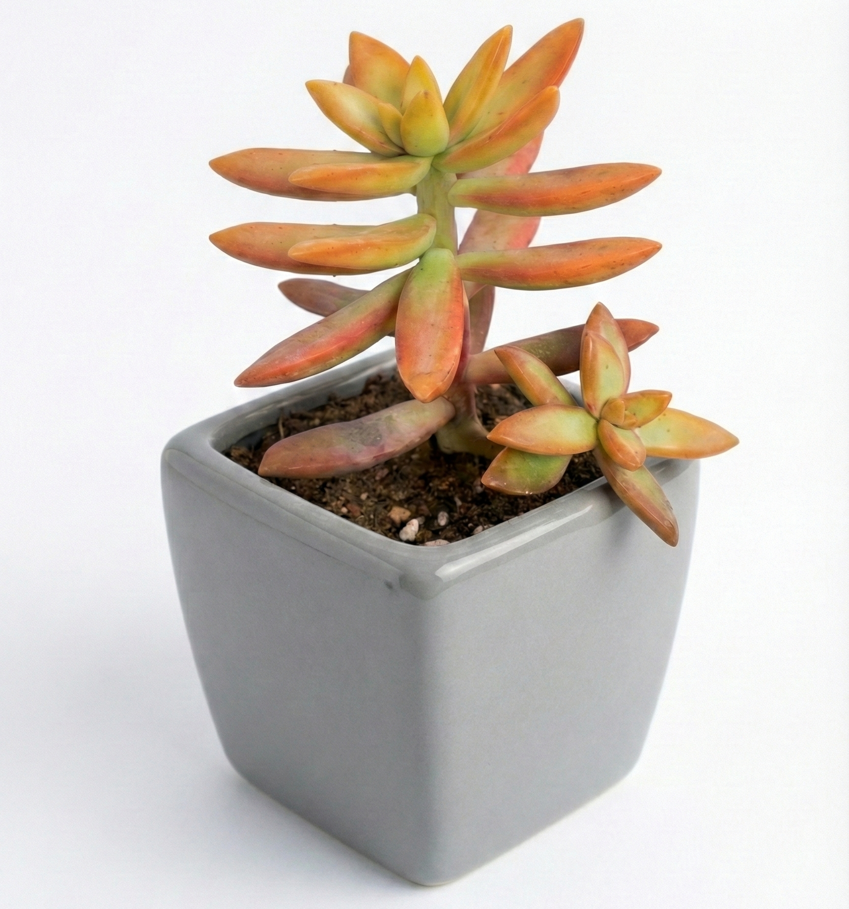 Yellow Sedum in Grey Ceramic Pot