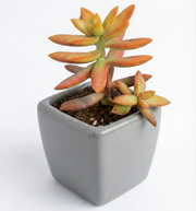 Yellow Sedum in Grey Ceramic Pot