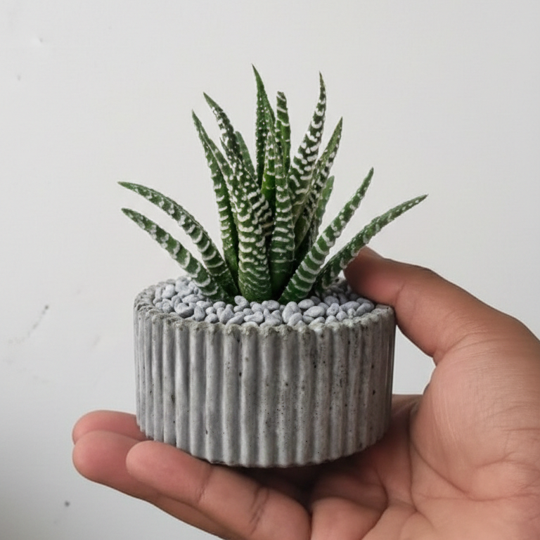 Haworthia Zebra in ribbed pot