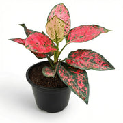 Aglonema Red Valentine