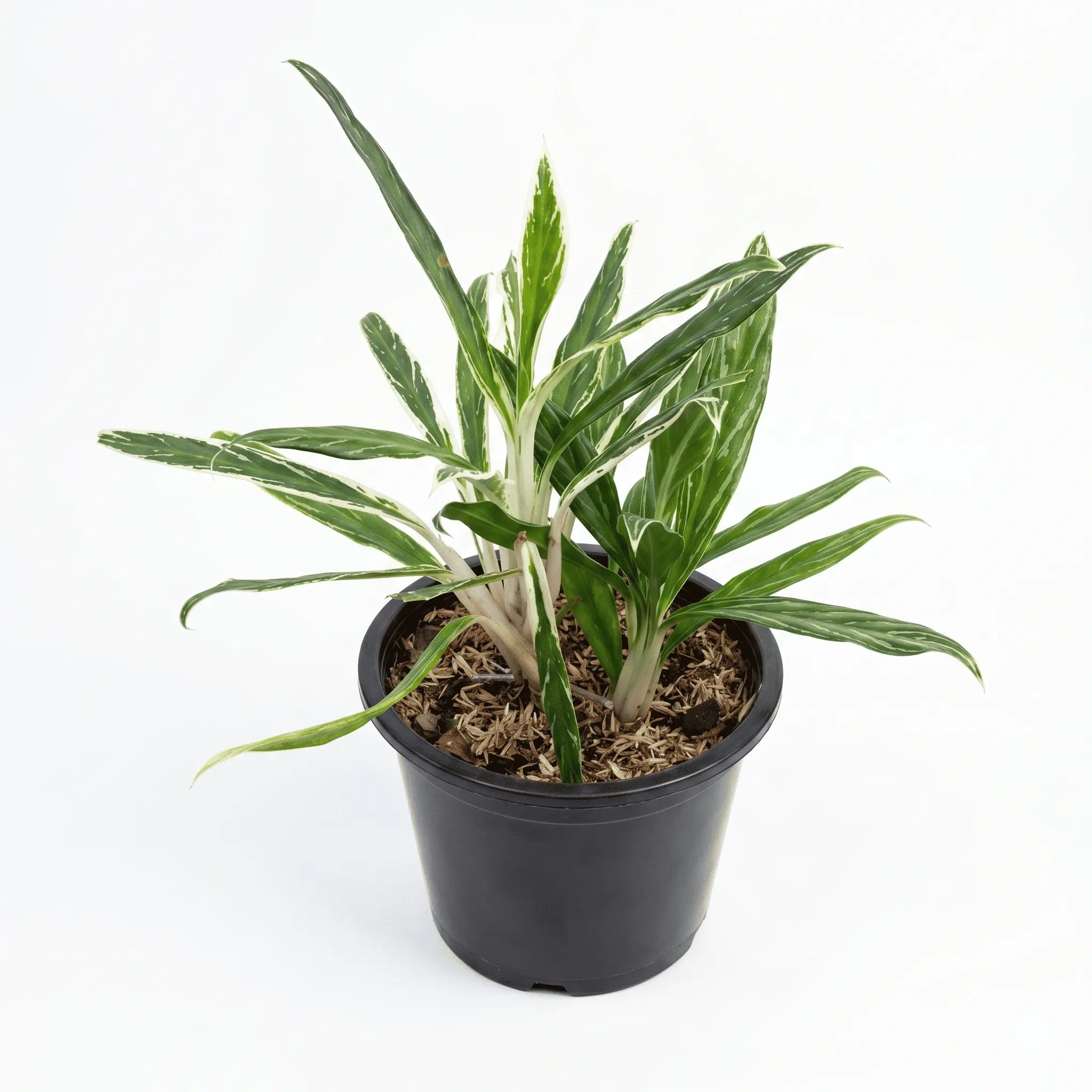 Aglonema Bamboo
