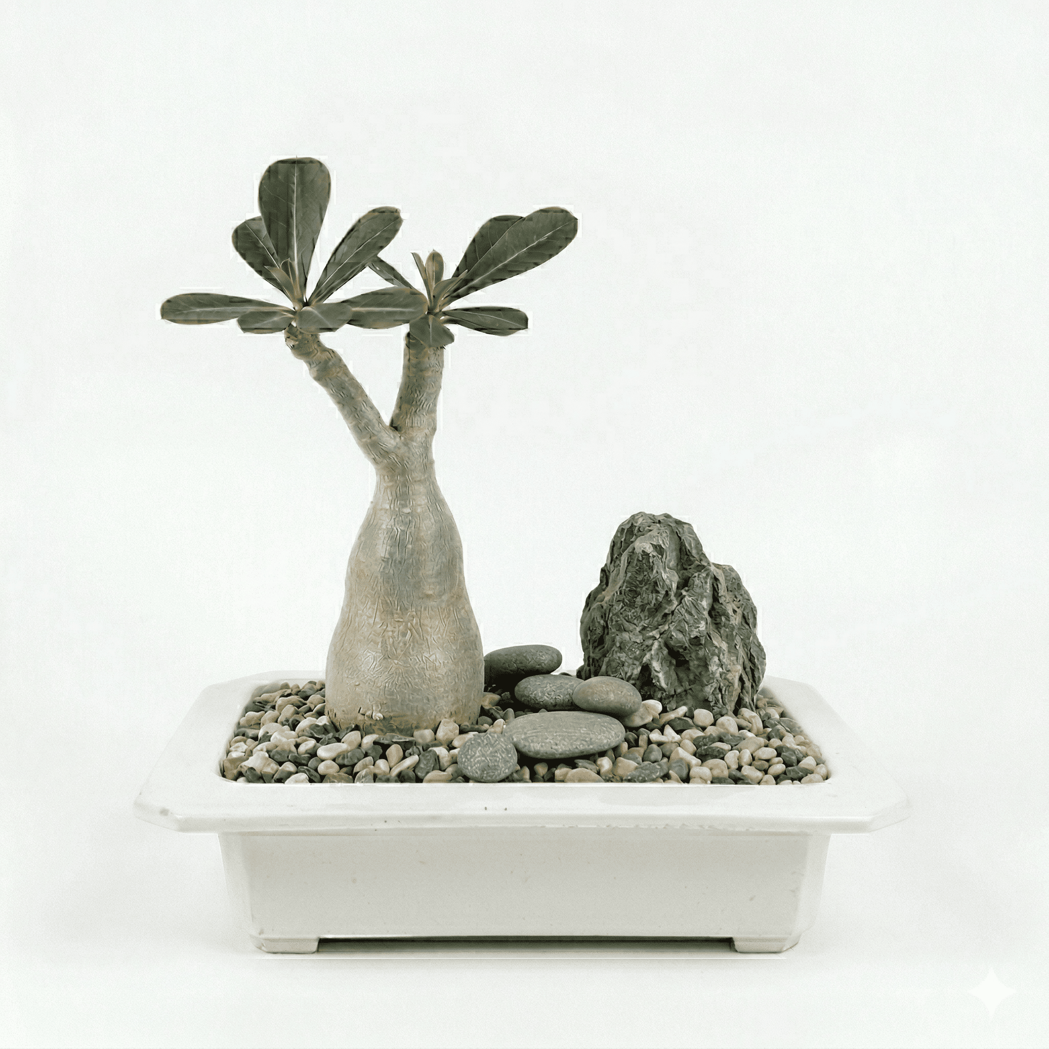 Adenium with Bonsai Tray