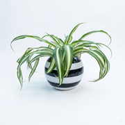 Chlorophytum Spider Plant V. in Striped Terracotta Pot