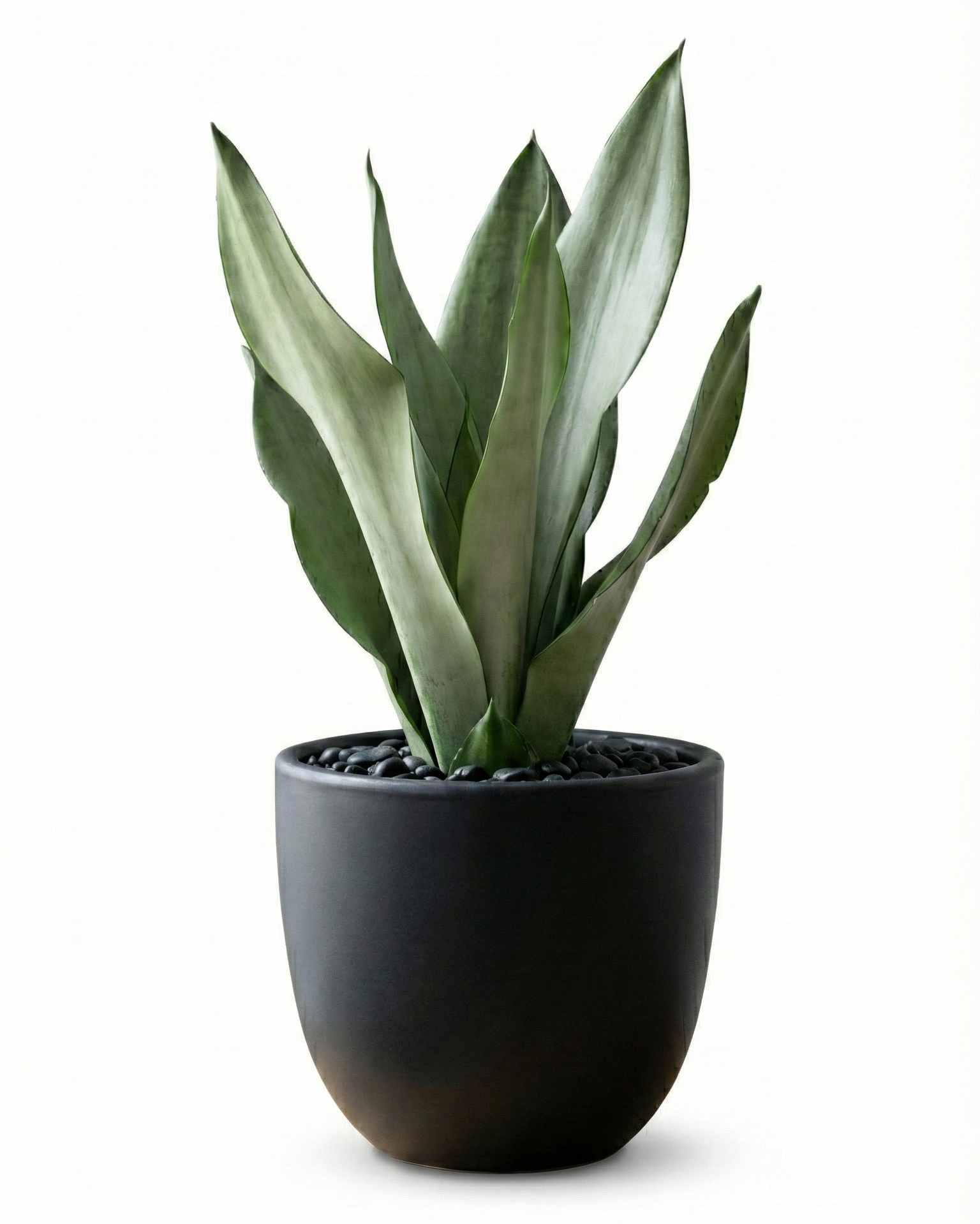 Snake Plant Moonshine in NOIR Pot