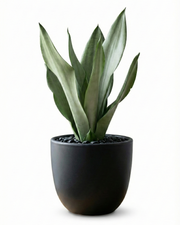 Snake Plant Moonshine in NOIR Pot