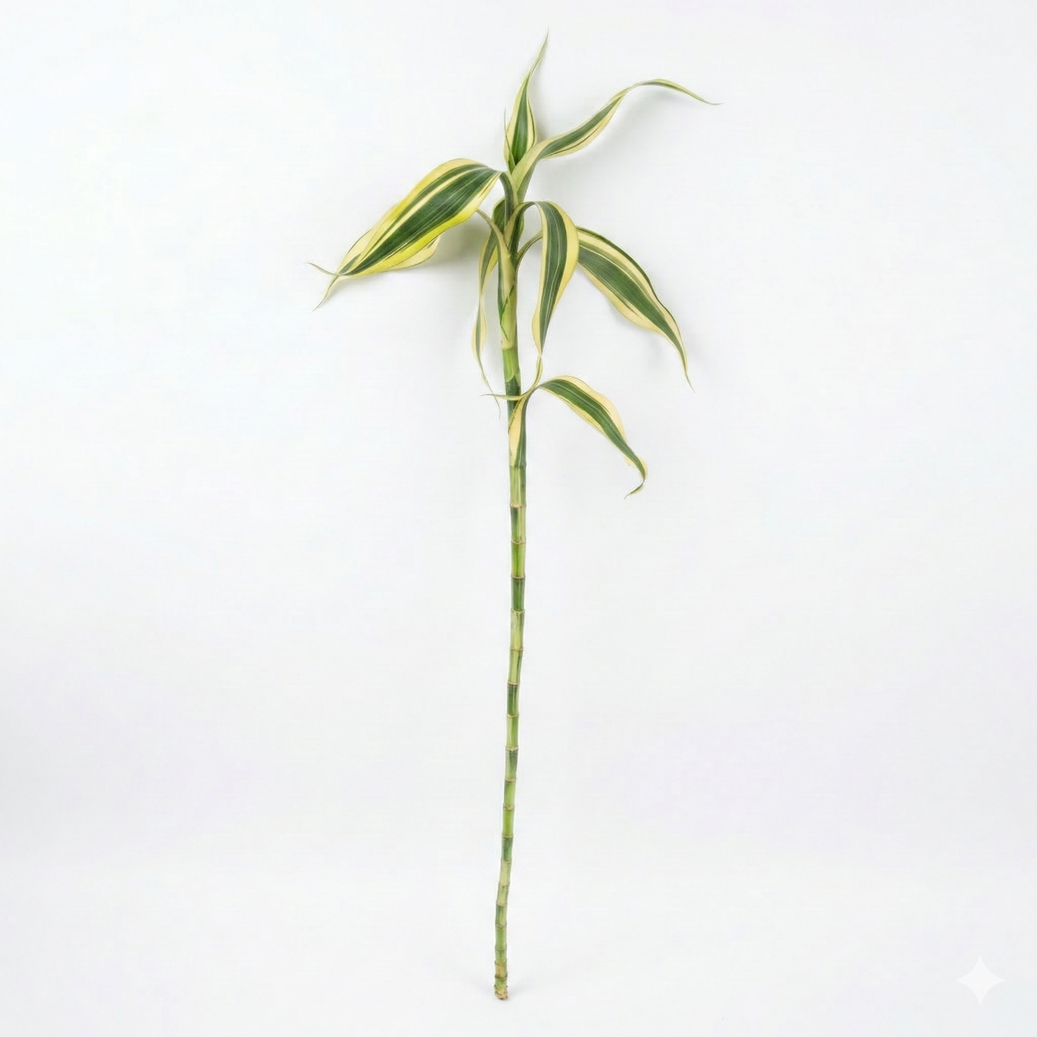 Lucky Bamboo Stick Straight